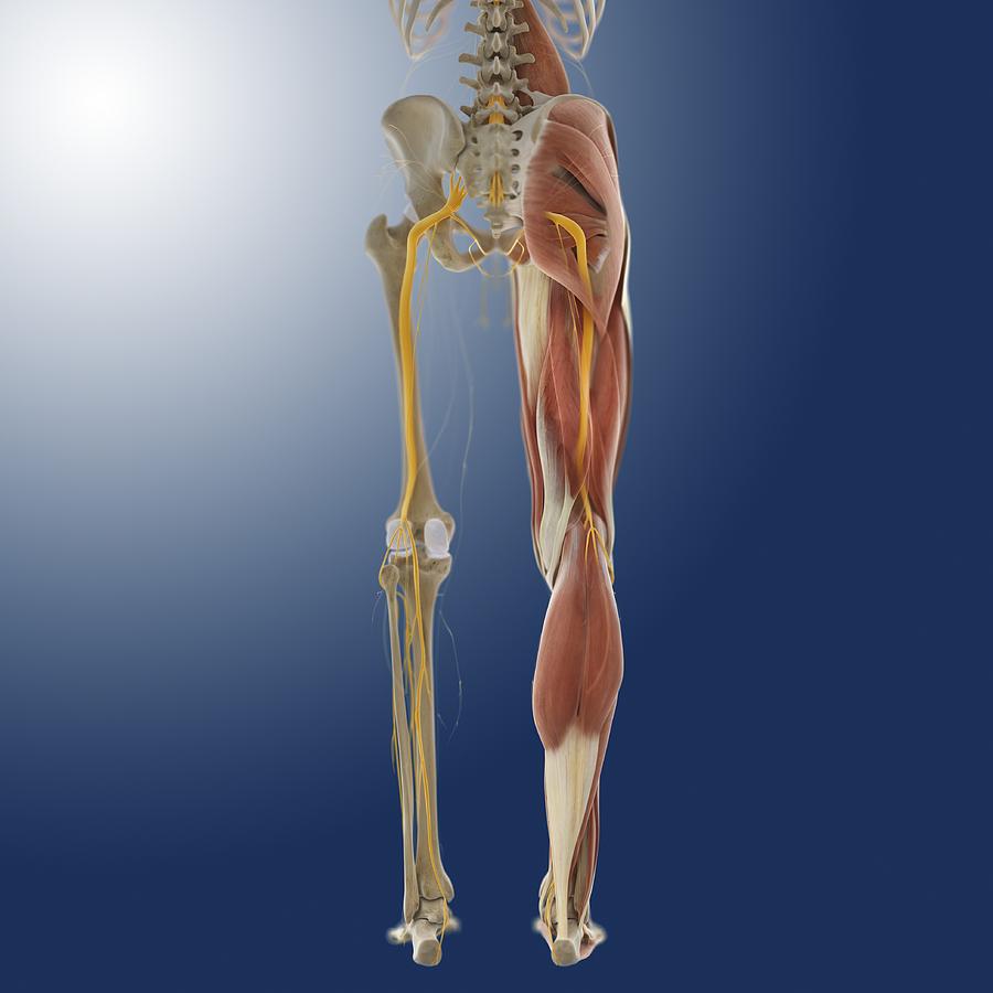 Skeleton Photograph - Lower body anatomy, artwork #19 by Science Photo Library