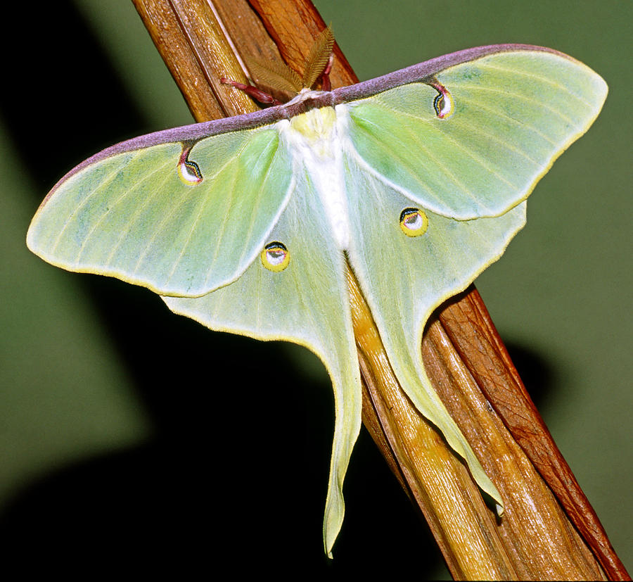 Luna Moth #19 Photograph by Millard H. Sharp