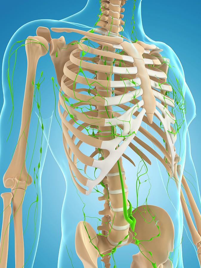 Lymphatic System Photograph by Sciepro/science Photo Library - Fine Art ...