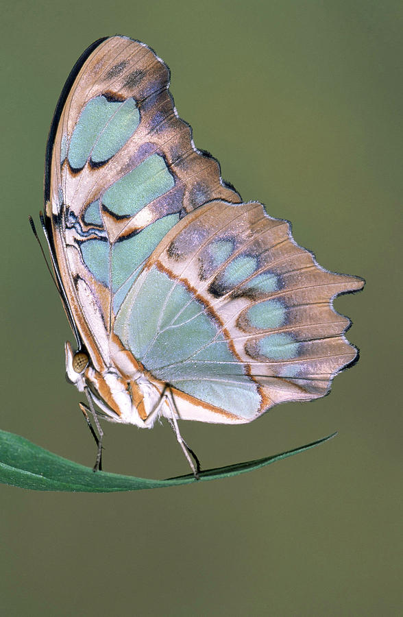 Malachite Butterfly Siproeta Stelenes #19 Photograph by Millard H. Sharp