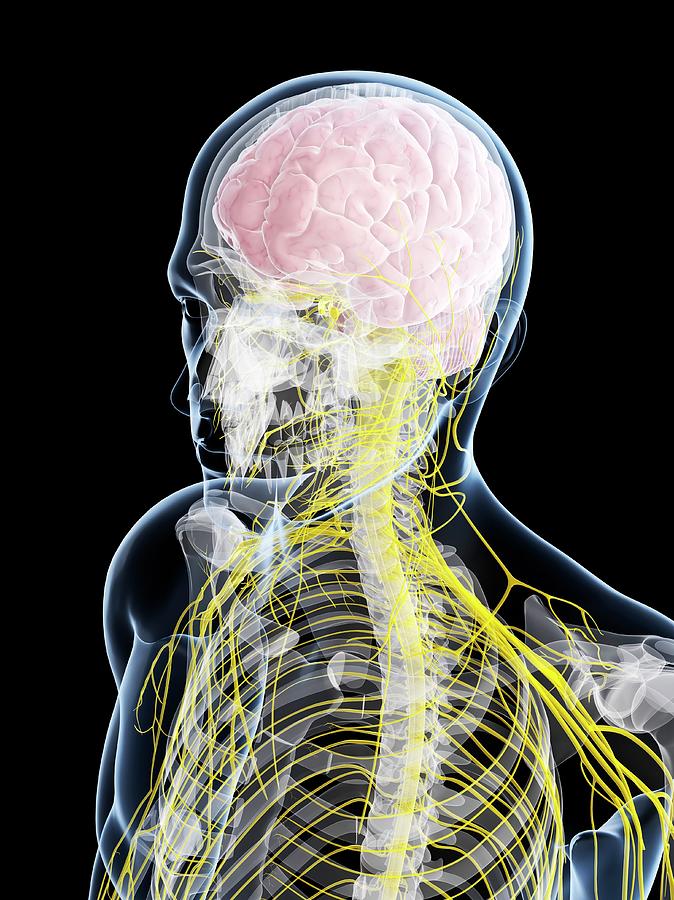 Male Nervous System Photograph by Sciepro/science Photo Library - Fine ...