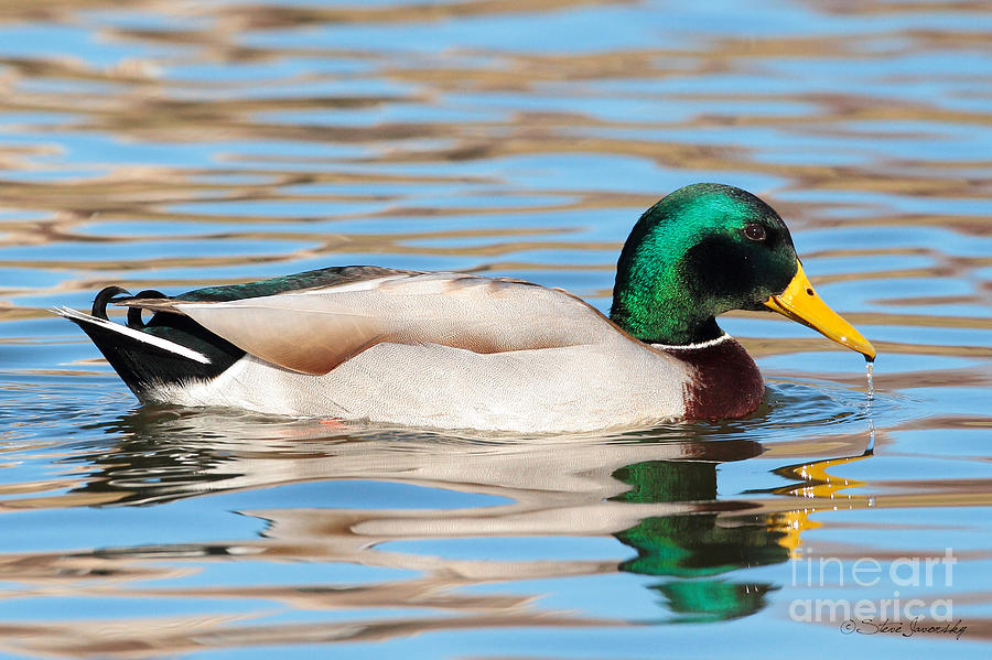 Mallard Duck #19 Photograph by Steve Javorsky