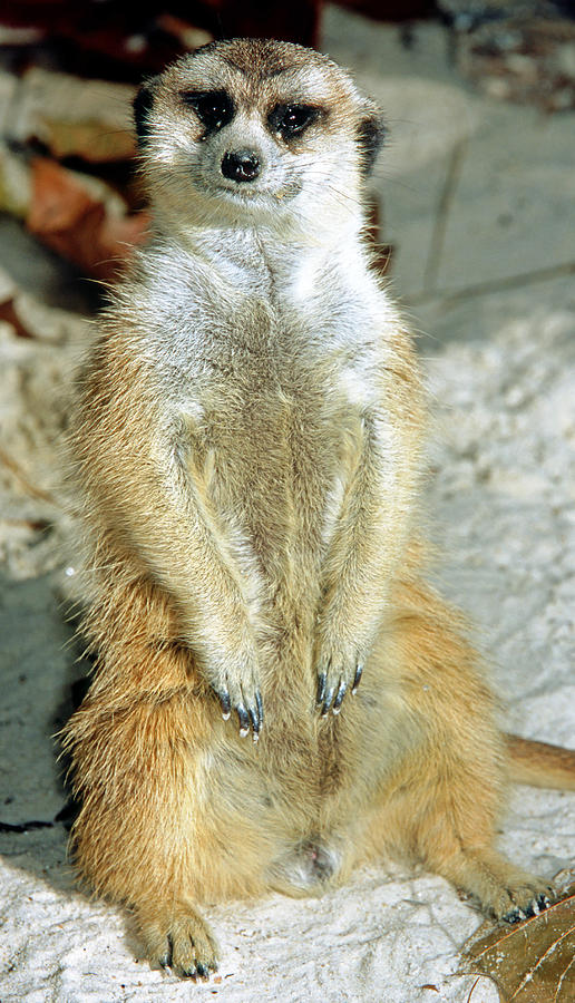 Meerkat #19 Photograph by Millard H. Sharp