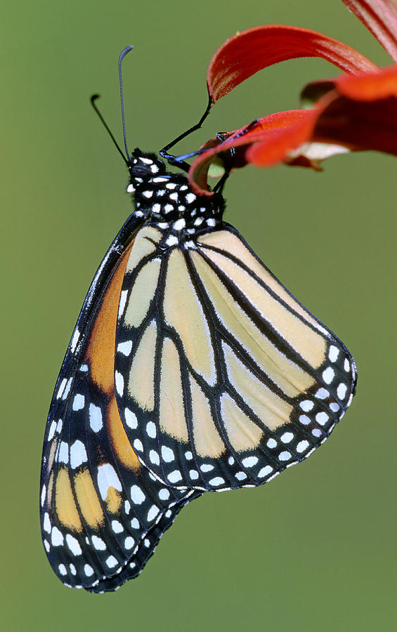 Monarch Butterfly #19 Photograph by Millard Sharp