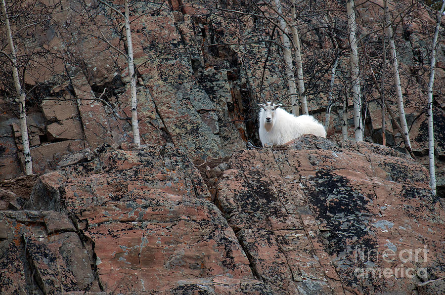 Mountain Goat #19 Photograph by Mark Newman