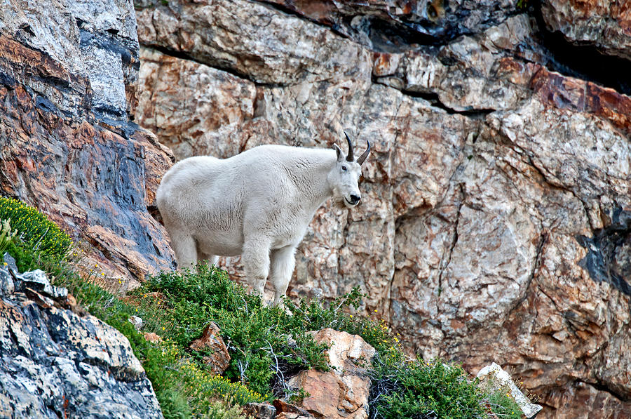 Mountain Goat Photograph By Elijah Weber Pixels