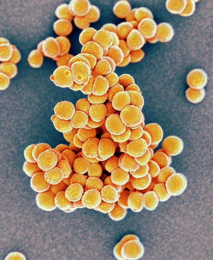 Mrsa Bacteria Photograph by Science Photo Library - Fine Art America