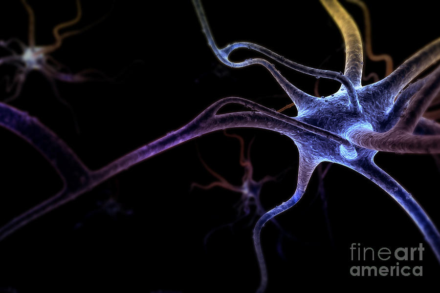 Neurons #27 Photograph by Science Picture Co