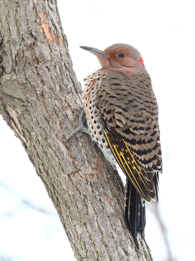 Northern Flicker #19 Photograph by Jack R Brock
