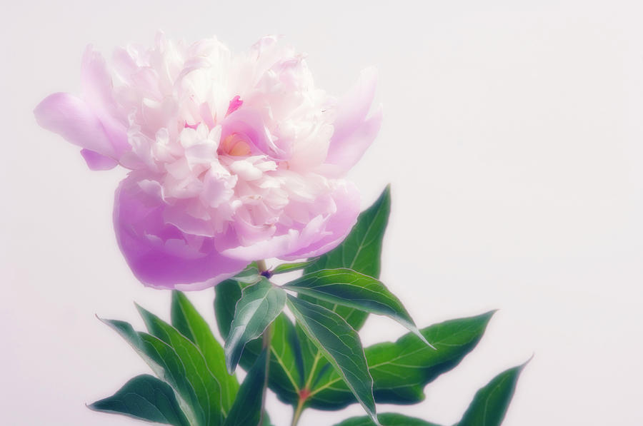 Peony (paeonia Lactiflora) #19 Photograph by Science Photo Library Peony (paeonia Lactiflora) #19 Photograph by Science Photo Library
