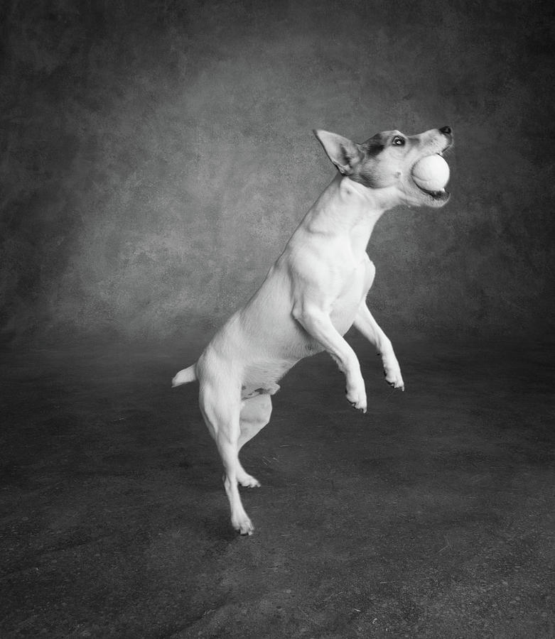 Vertical Photograph - Portrait Of A Jack Russell Terrier Dog by Animal Images Vertical Photograph - Portrait Of A Jack Russell Terrier Dog by Animal Images