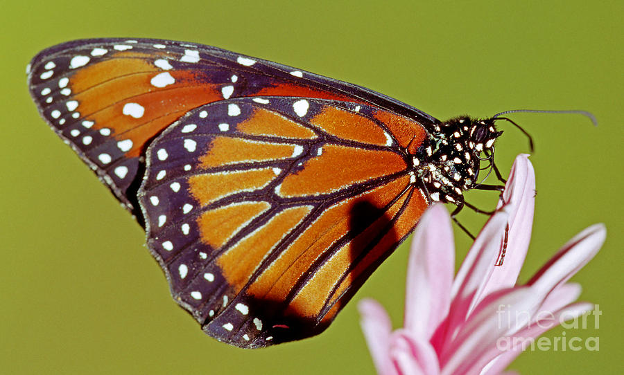 Queen Butterfly #19 Photograph by Millard H. Sharp