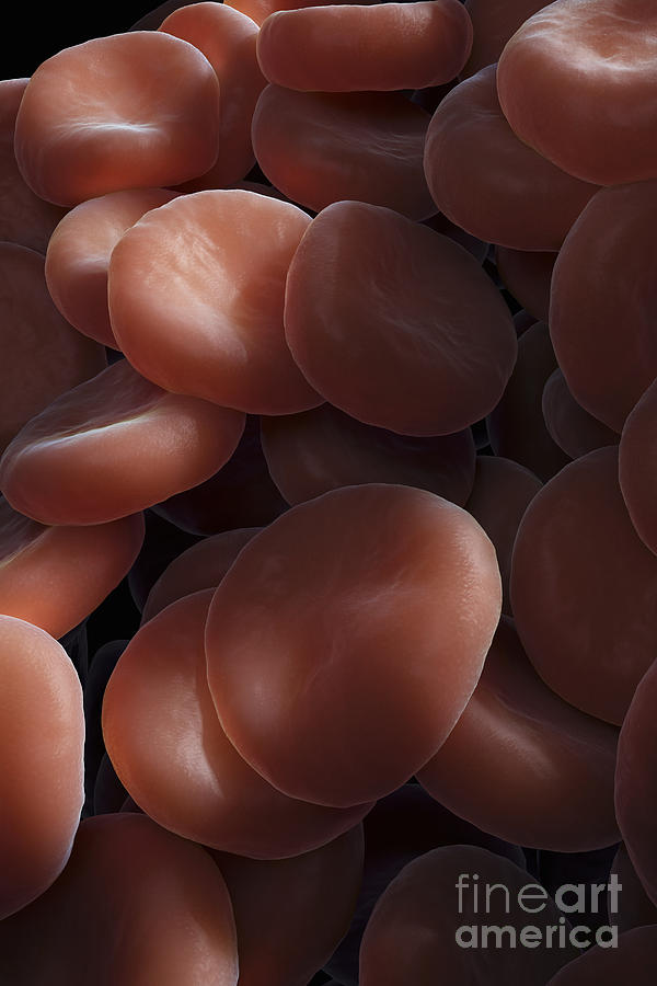 Red Blood Cells #19 Photograph by Science Picture Co