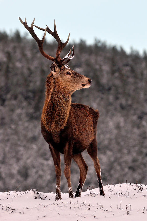 Red Deer Stag #19 Photograph by Gavin Macrae