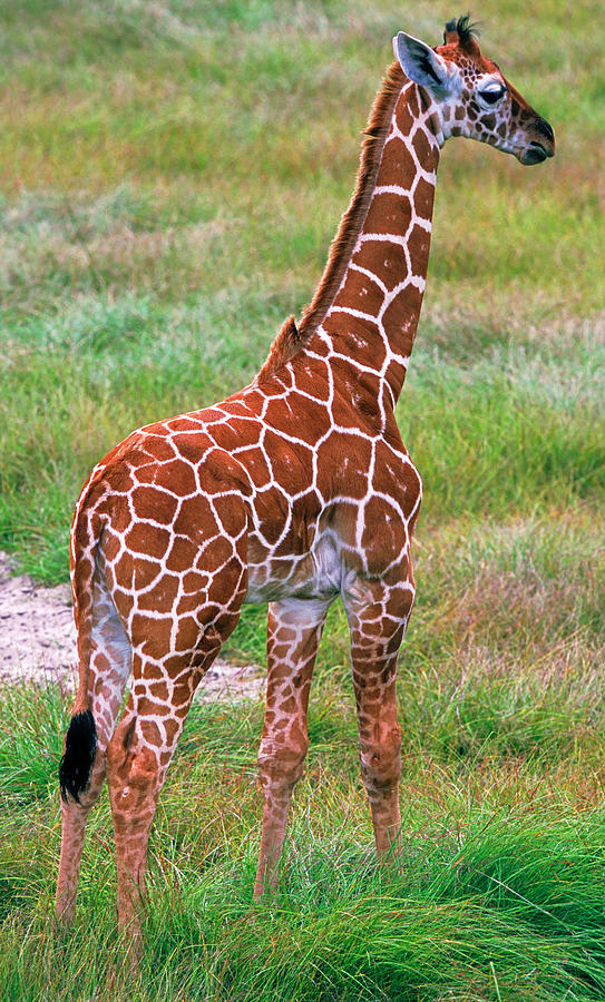 Reticulated Giraffe #19 Photograph by Millard H. Sharp