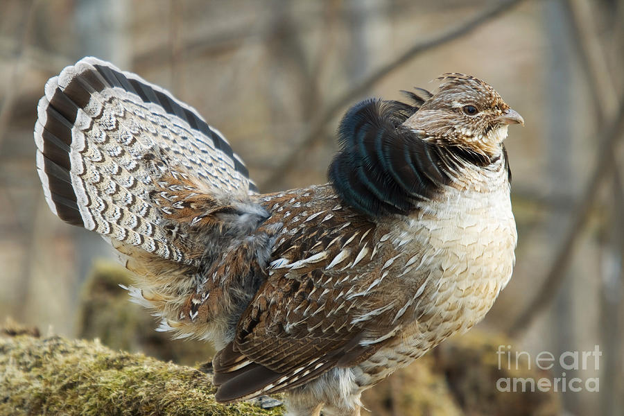 Ruffed Grouse Courtship Display #19 Photograph by Linda Freshwaters Arndt
