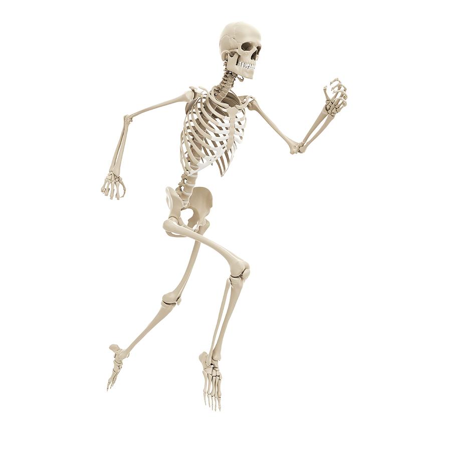 Running Skeleton Photograph by Sciepro/science Photo Library - Fine Art ...