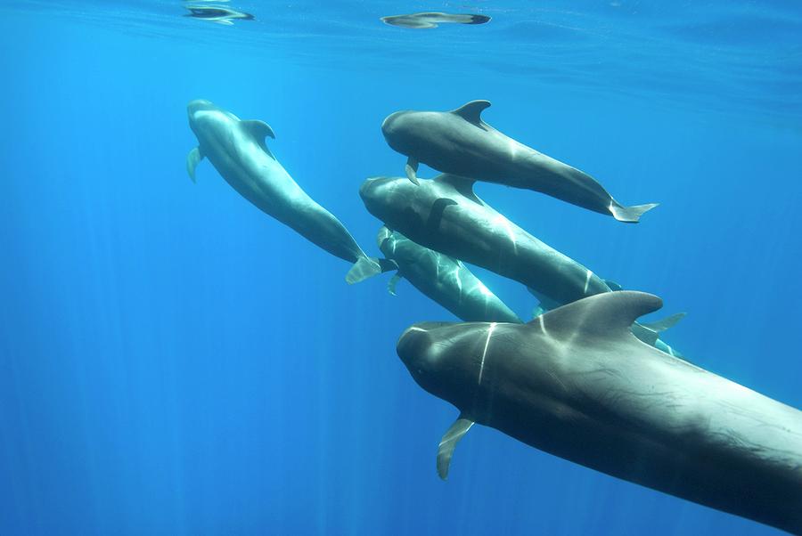 Short-finned Pilot Whales Photograph by Christopher Swann/science Photo ...