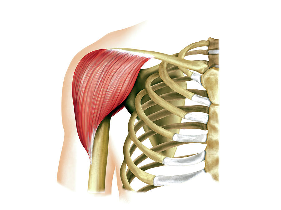 Shoulder Muscles Photograph By Asklepios Medical Atlas Fine Art America 3998