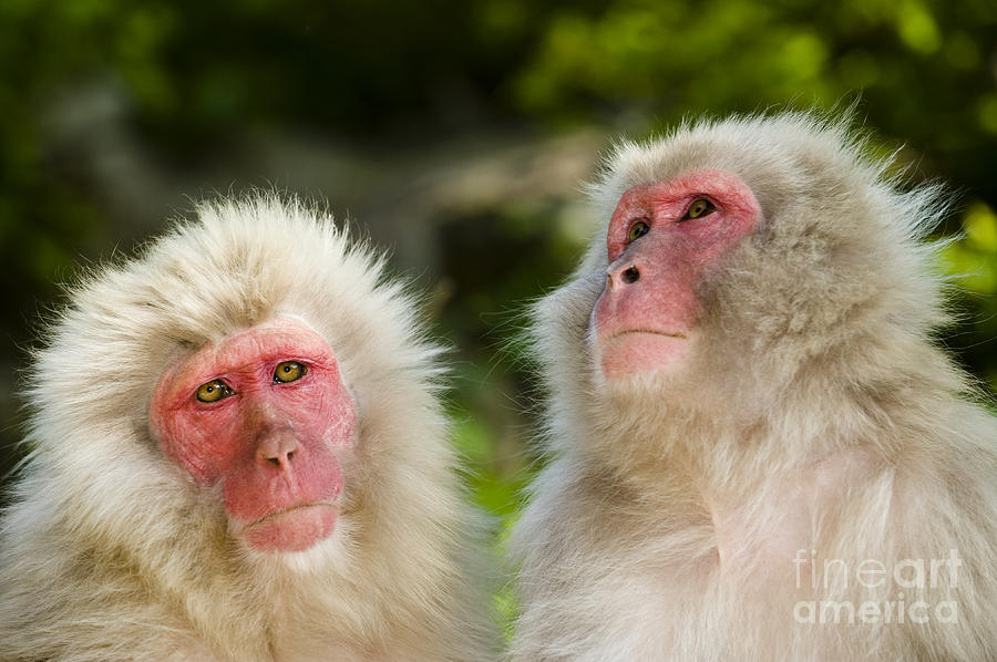 Snow Monkeys, Japan #19 Photograph by John Shaw