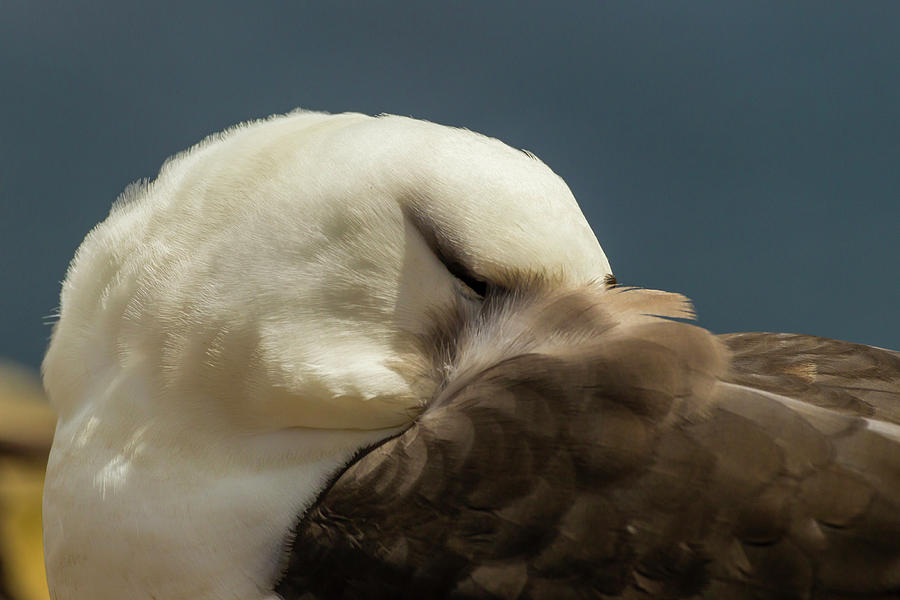 Albatross Photograph - South America, Falkland Islands #19 by Jaynes Gallery