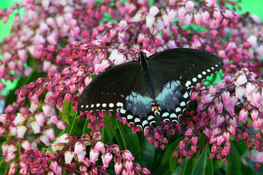 Butterfly Photograph - Spicebush Swallowtail Butterfly #19 by Darrell Gulin