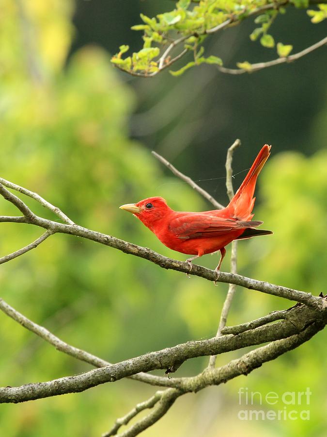Summer Tanager #19 Photograph by Jack R Brock