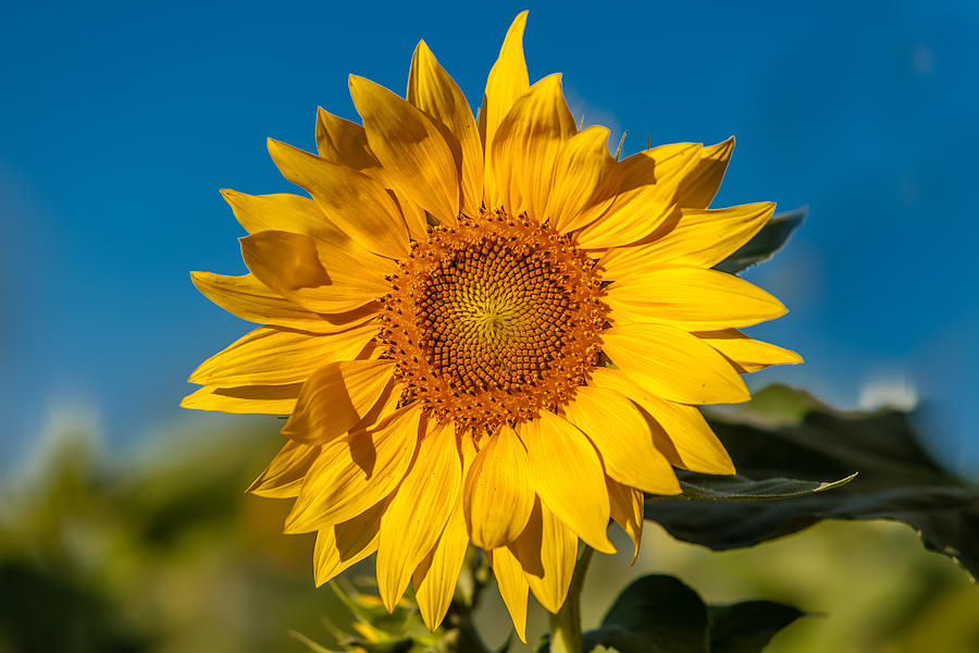 Blue and Gold Sunflower Photograph by Melinda Ledsome