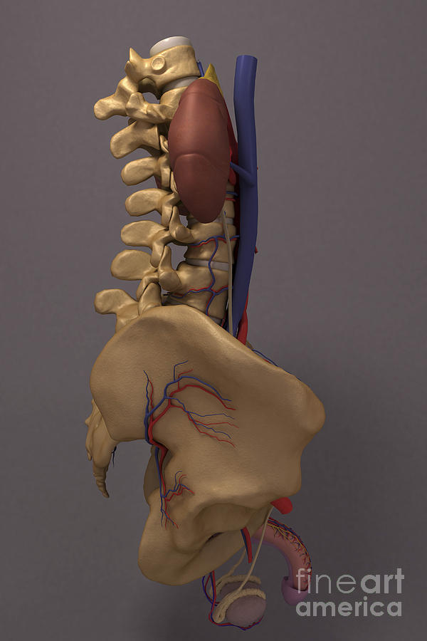The Renal System #19 Photograph by Science Picture Co