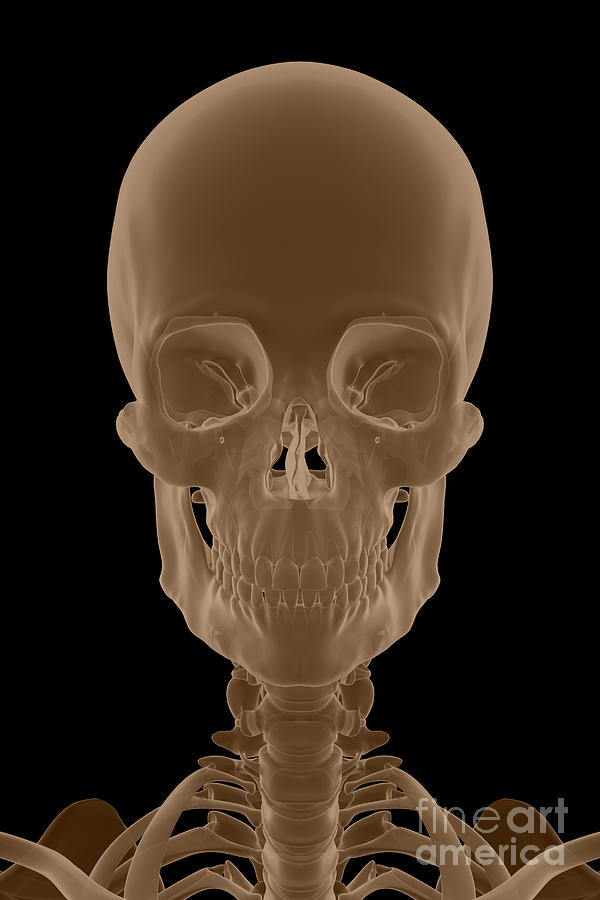 The Skull Photograph by Science Picture Co - Pixels