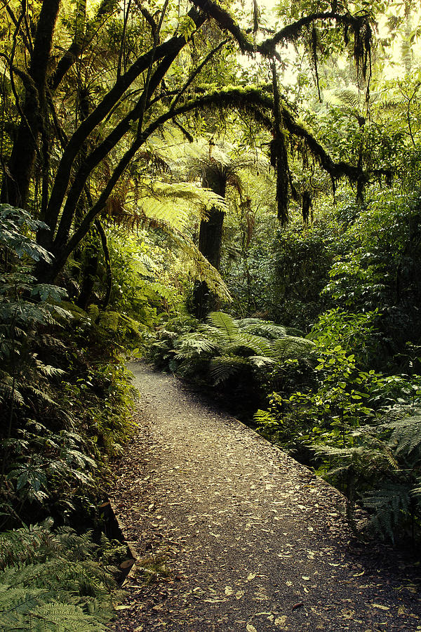 Tropical forest #19 Photograph by Les Cunliffe