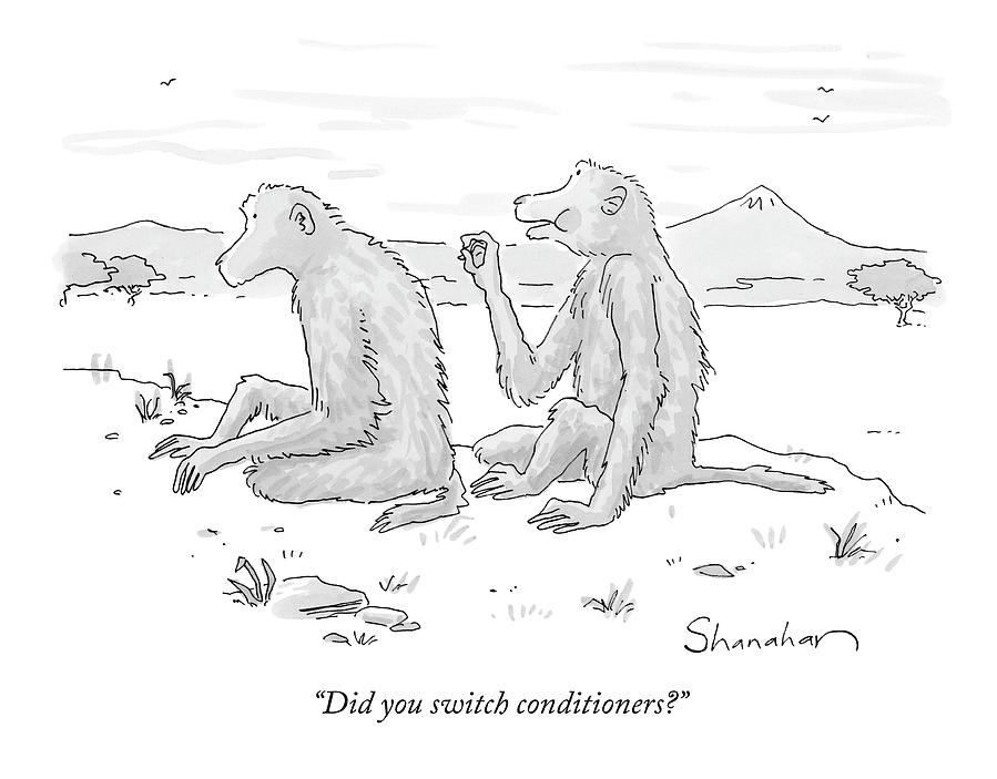 Monkeys Drawing - Did You Switch Conditioners? by Danny Shanahan Monkeys Drawing - Did You Switch Conditioners? by Danny Shanahan