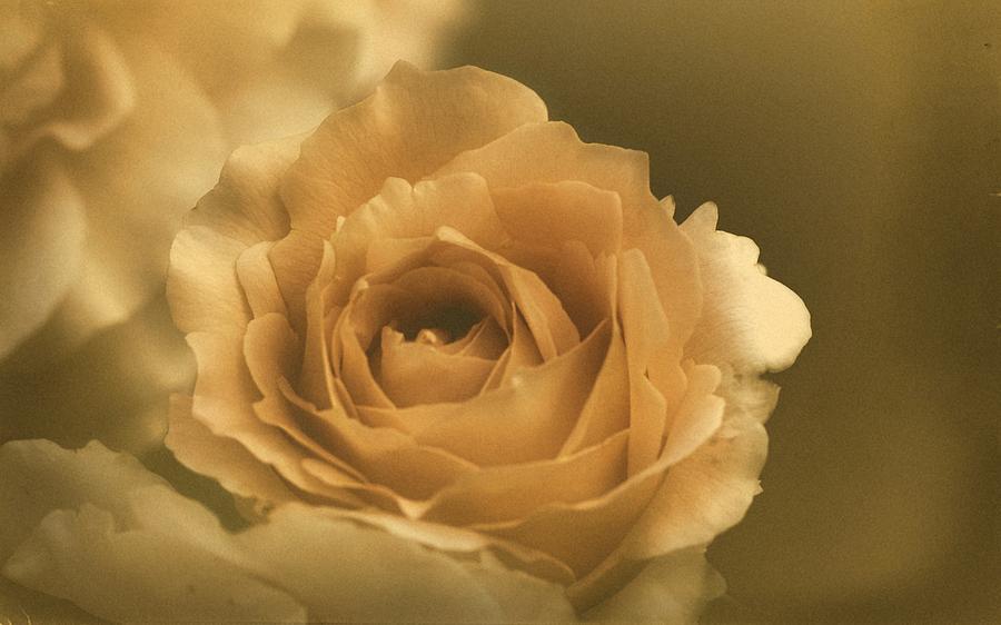 Vintage Rose Photograph by Richard Cummings