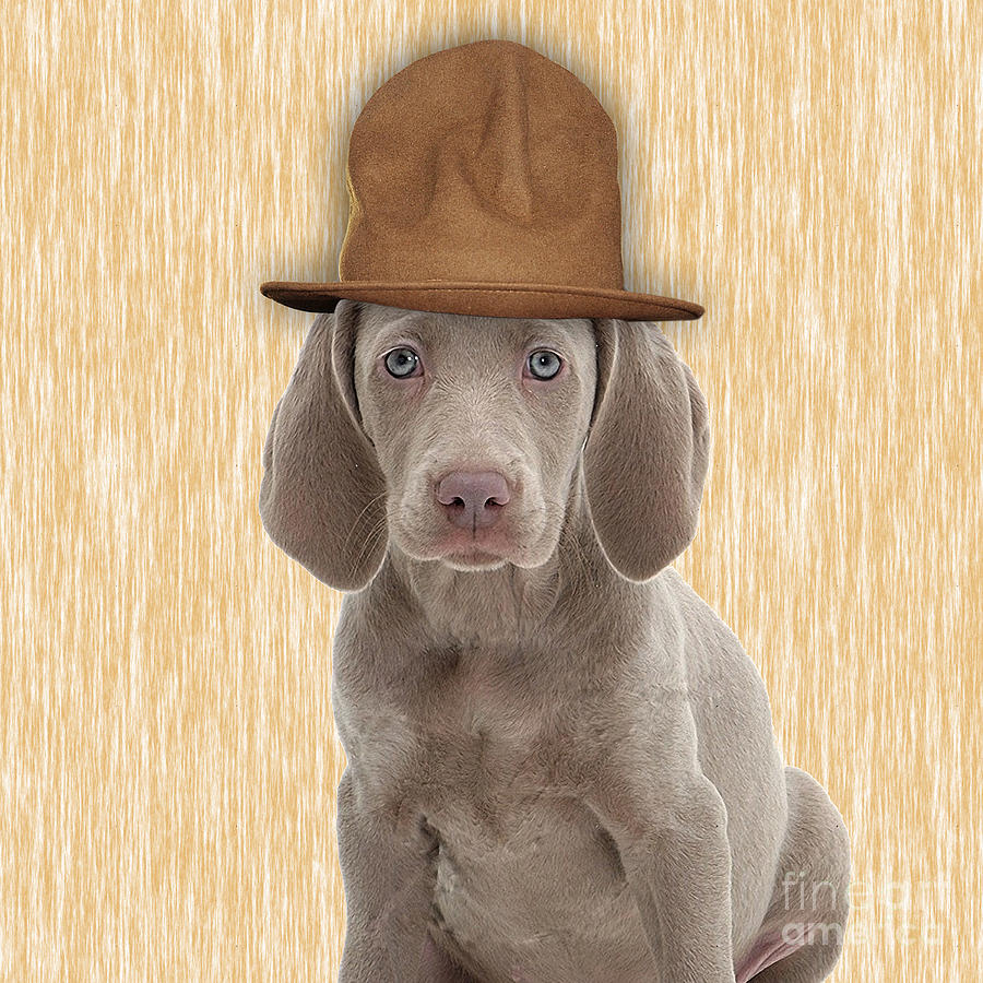 Cool Mixed Media - Weimaraner Collection #19 by Marvin Blaine