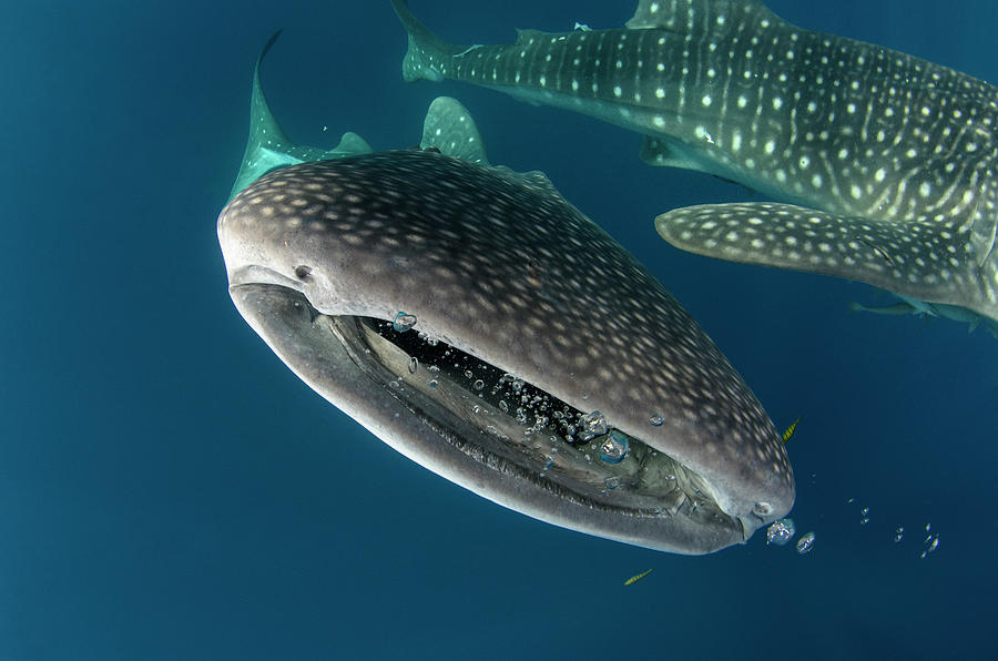 Fish Photograph - Whale Shark, Cenderawasih Bay, West #19 by Pete Oxford