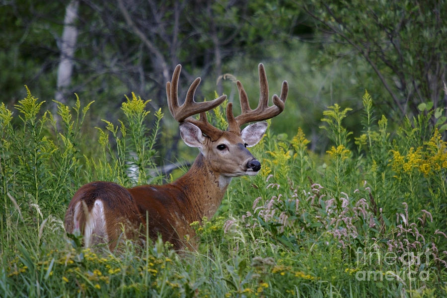 White-tailed Buck #19 Photograph by Linda Freshwaters Arndt