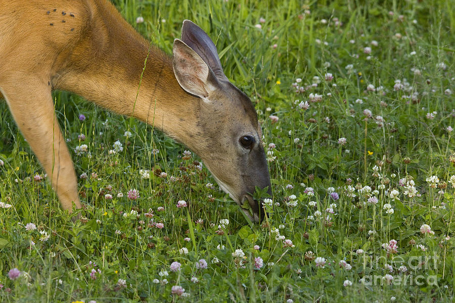 White-tailed Doe #19 Photograph by Linda Freshwaters Arndt