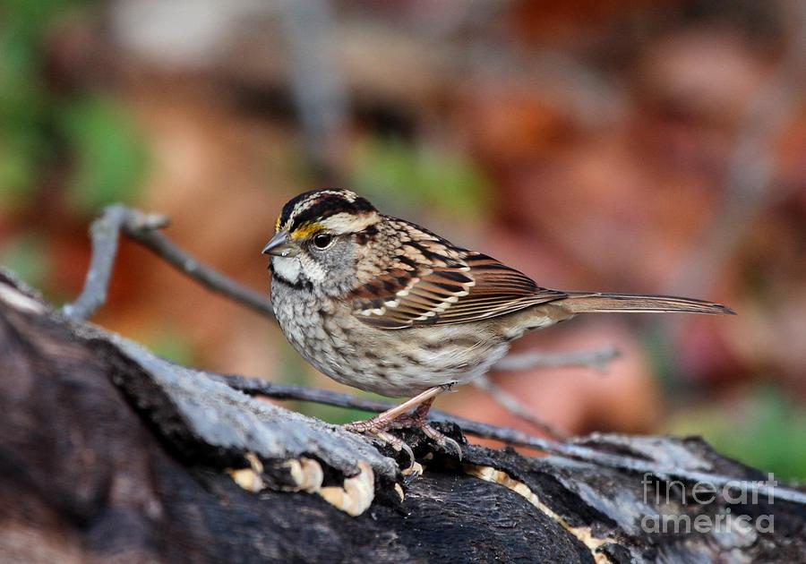 White-throated Sparrow #19 Photograph by Jack R Brock
