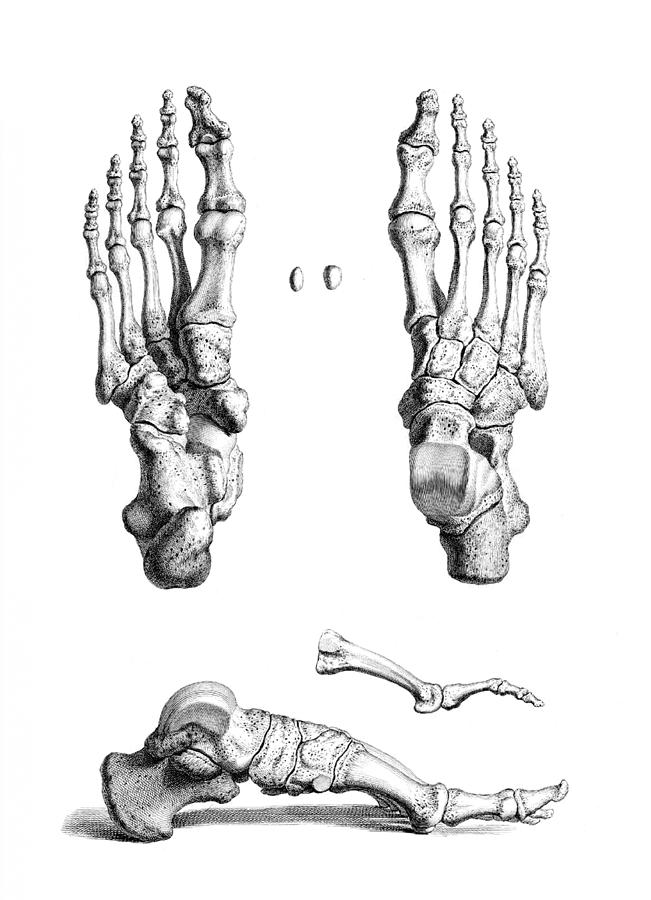 William Cheselden, Osteographia, 1733 #19 Photograph by Science Source