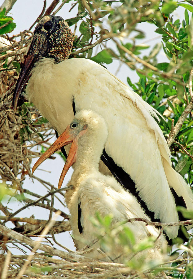 Wood Storks Photograph By Millard H. Sharp - Fine Art America