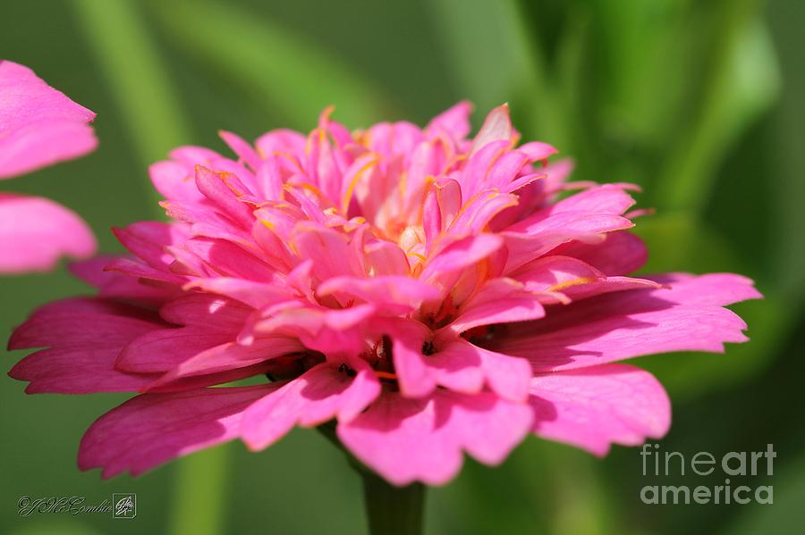 Flower Photograph - Zinnia from the Candy Mix #18 by J McCombie