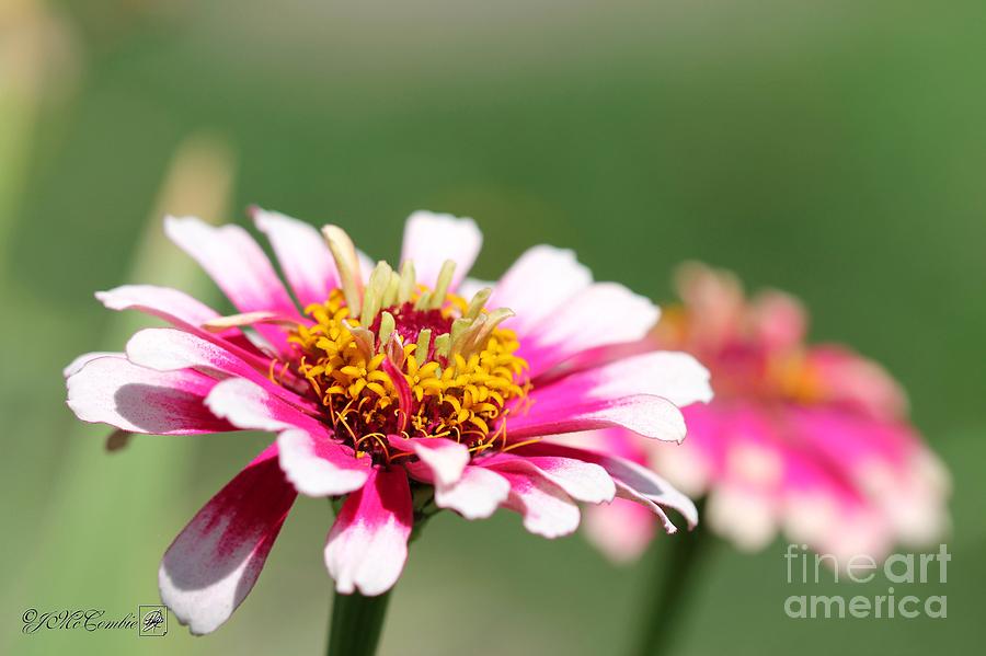 Flower Photograph - Zinnia from the Whirlygig Mix #18 by J McCombie