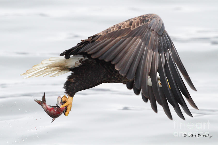 Bald Eagle #190 Photograph by Steve Javorsky