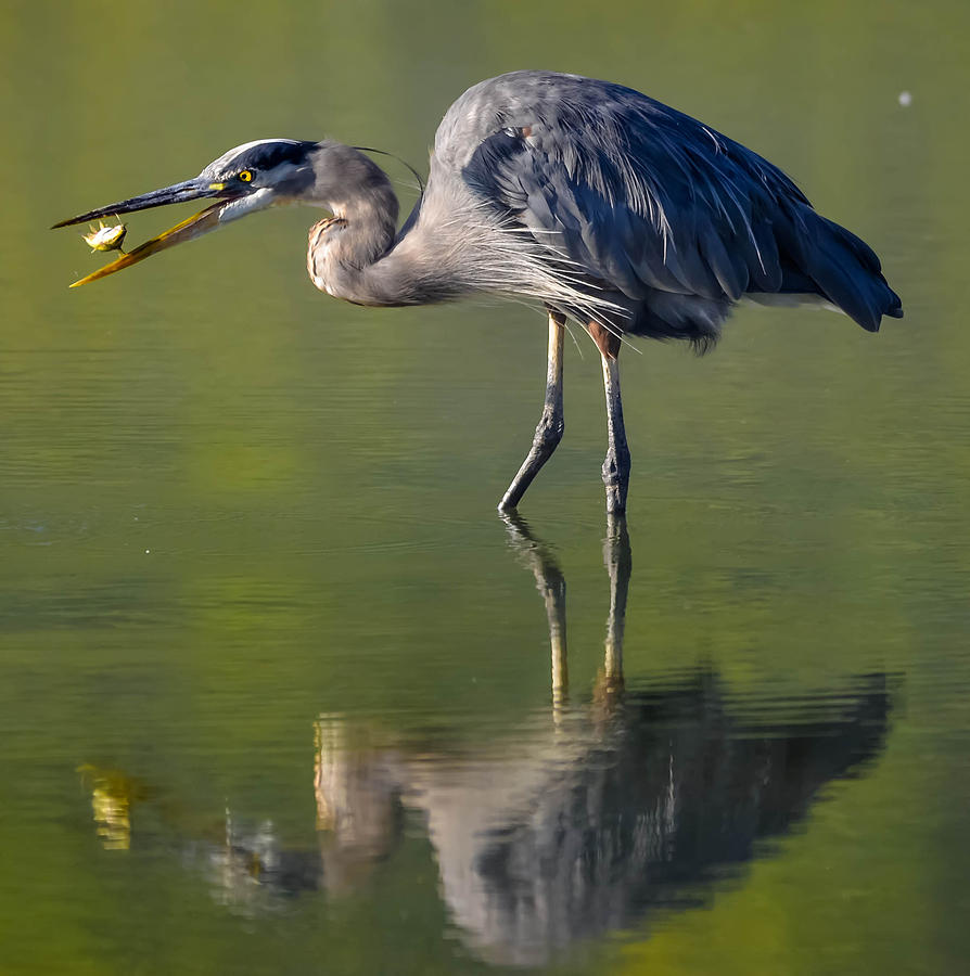 Great Blue Heron #190 Photograph by Brian Stevens