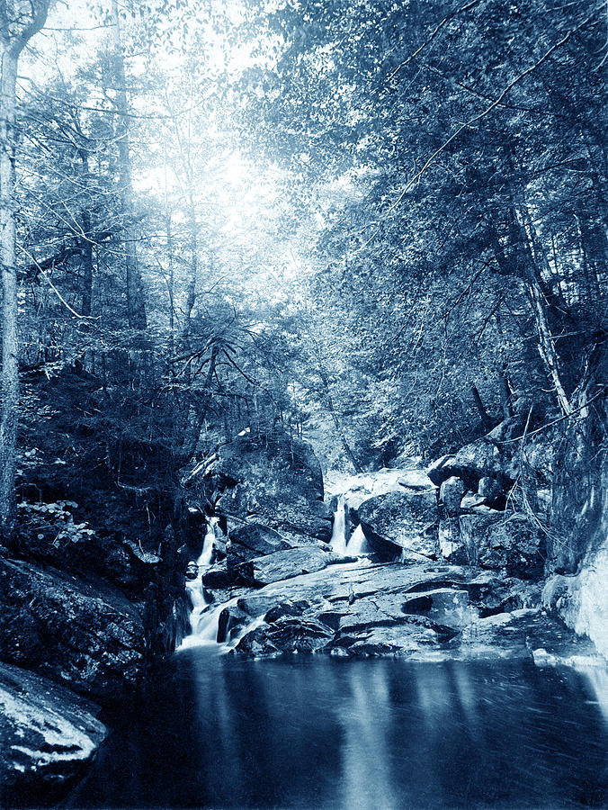 1900 Cyanotype New England Woods Photograph by Historic Image
