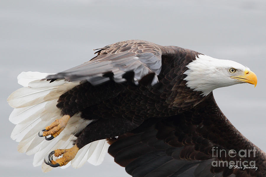 Bald Eagle #191 Photograph by Steve Javorsky