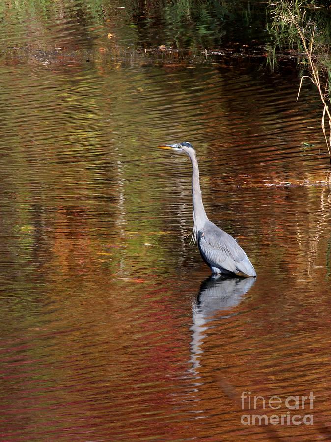 Great Blue Heron #191 Photograph by Jack R Brock