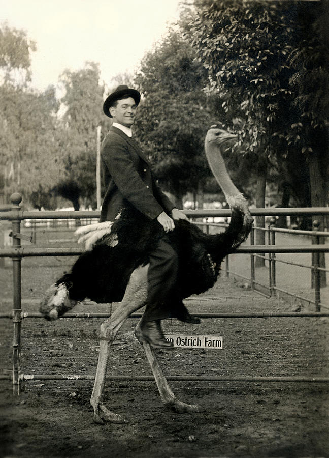 1910 Ostrich Ride  Photograph by Historic Image
