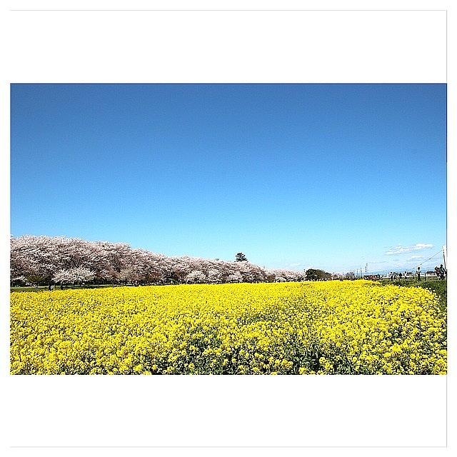 Spring Photograph - Instagram Photo #191396677114 by Suzuki Mari
