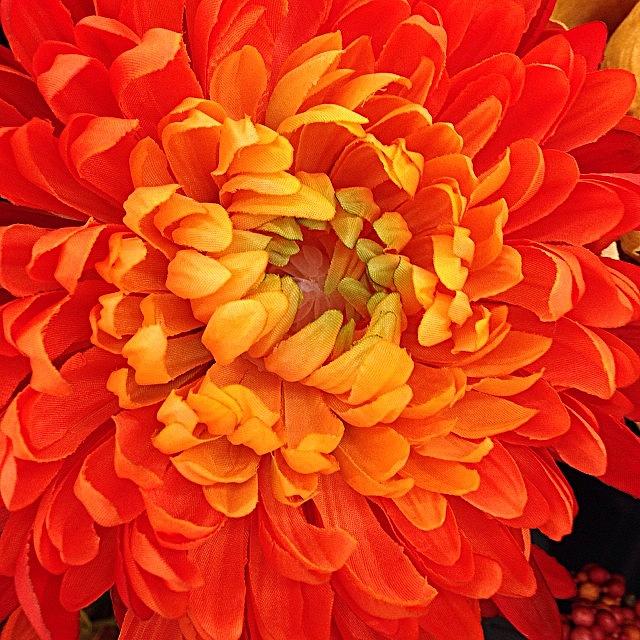 Flower Photograph - Instagram Photo #191400719164 by Tiffany Anthony